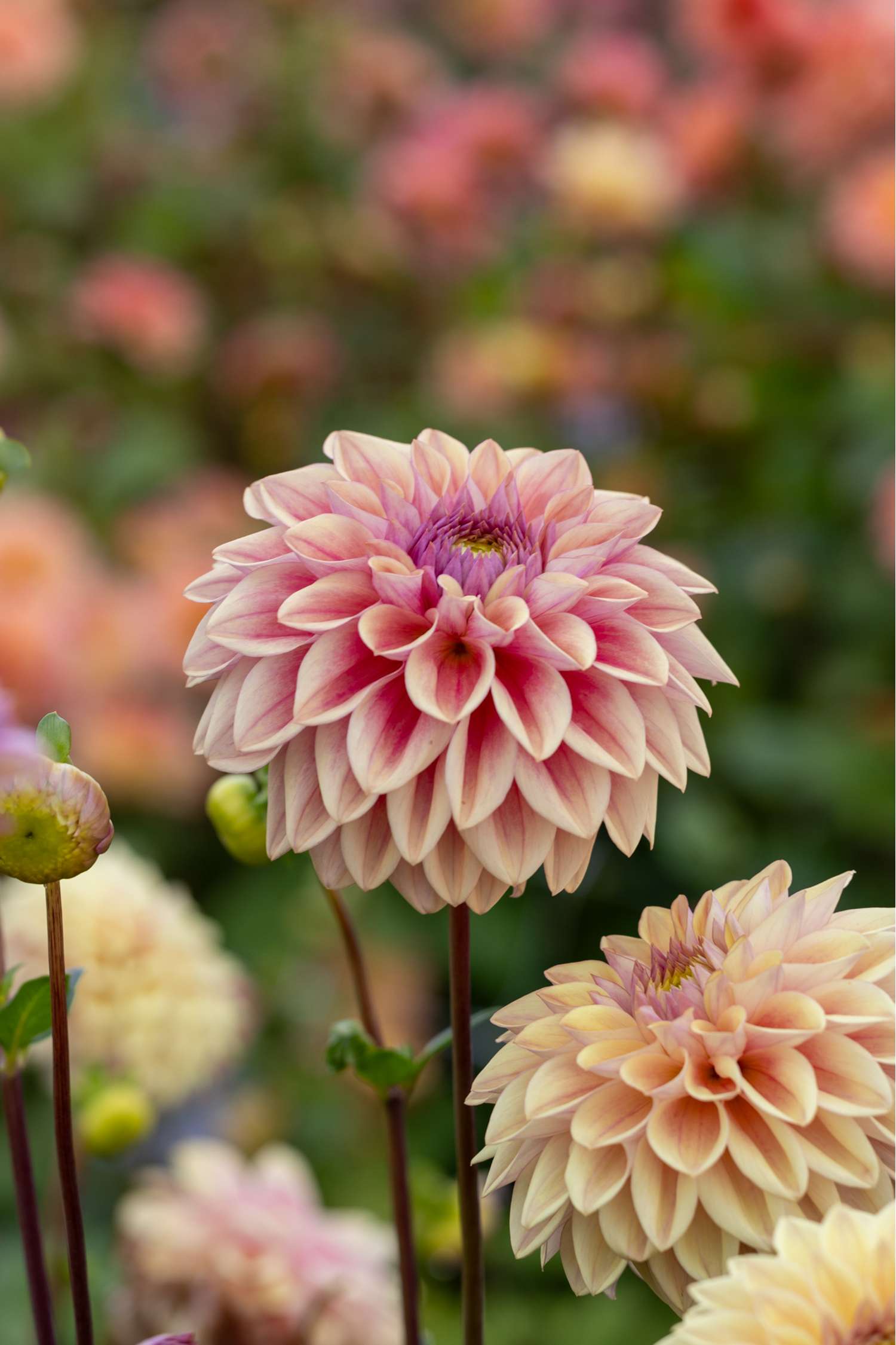 Daalia 'Dusty Beauty'